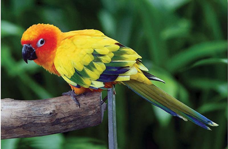 Colorful Parrots